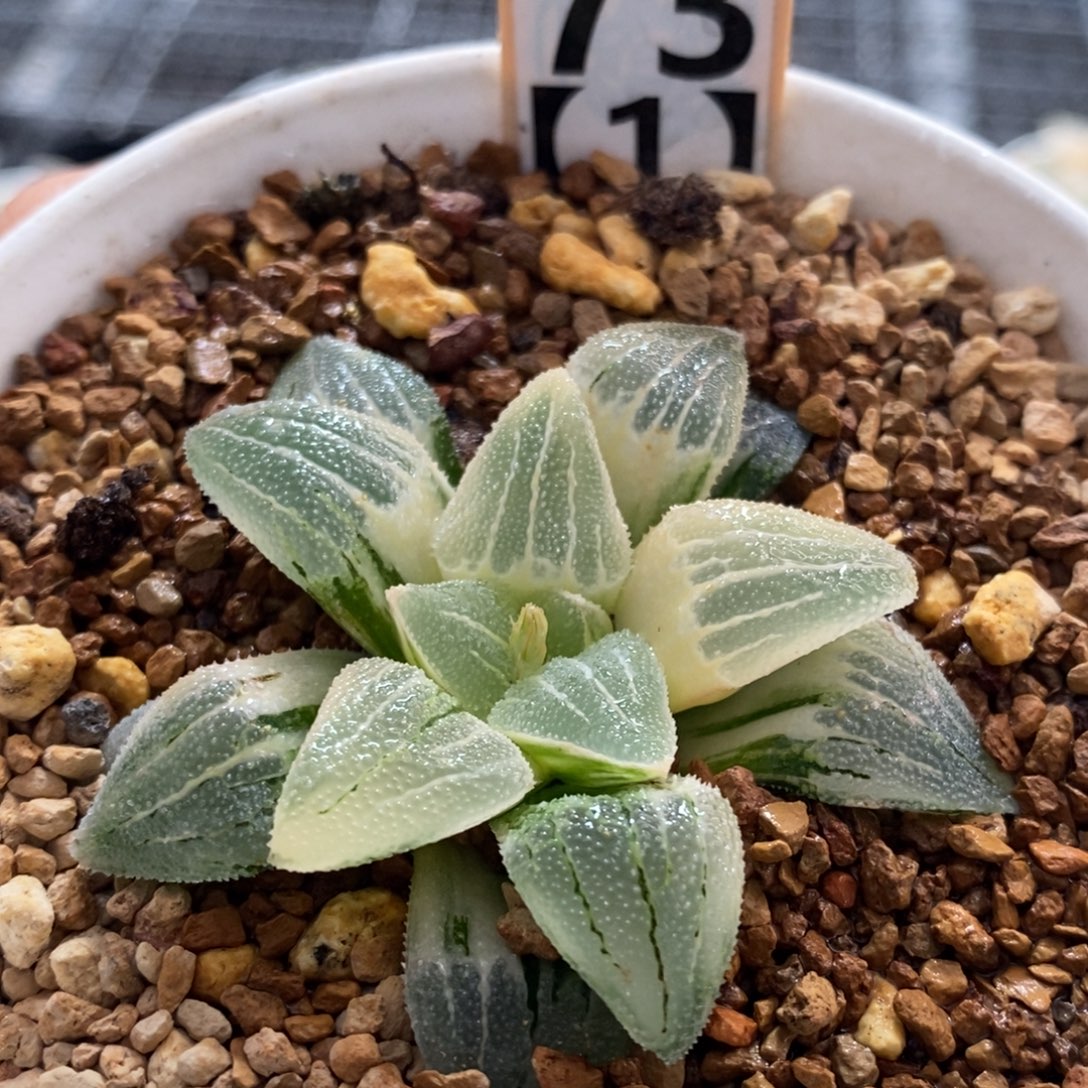 73号实生糊斑磨面锦