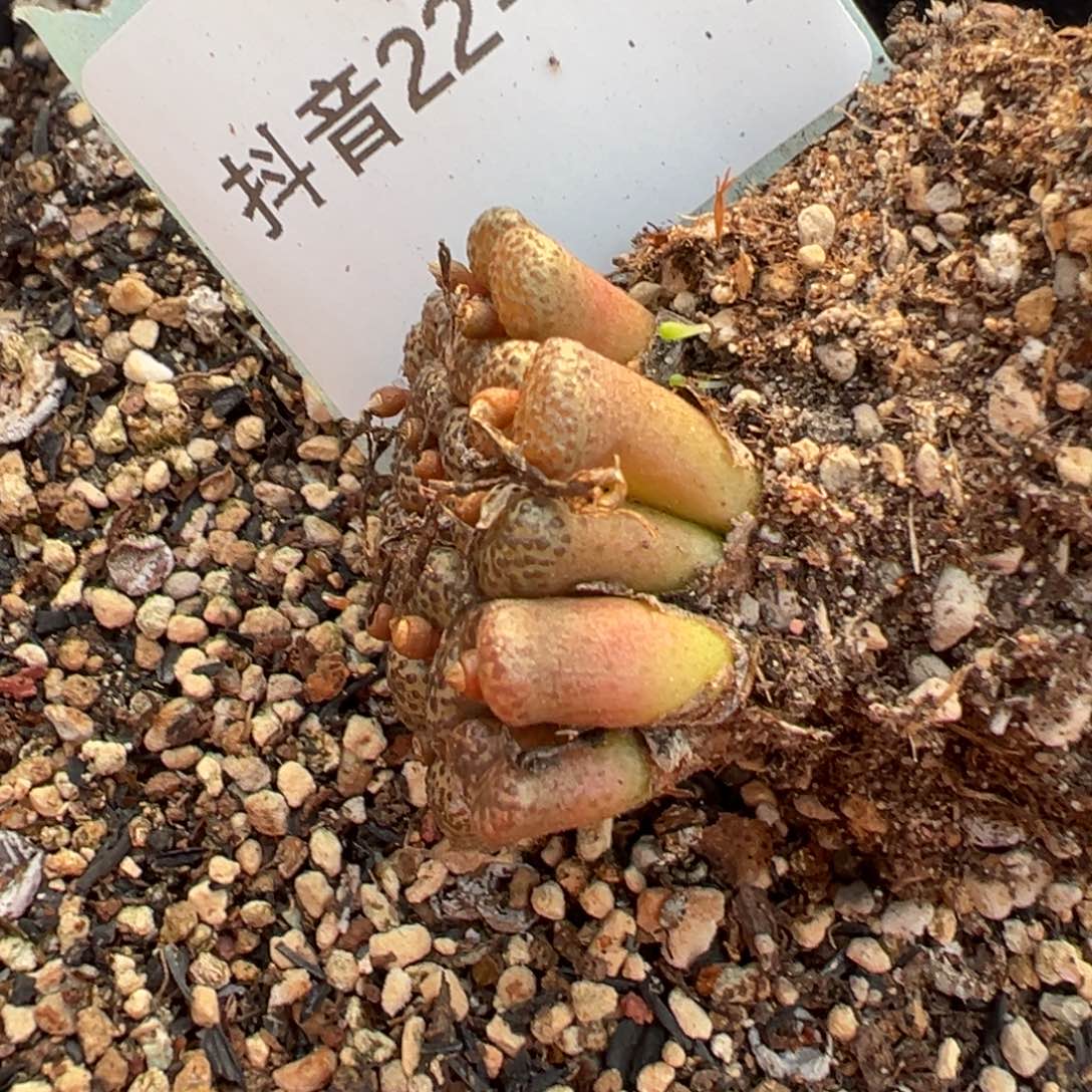 风***流22-129肉锥多肉植物