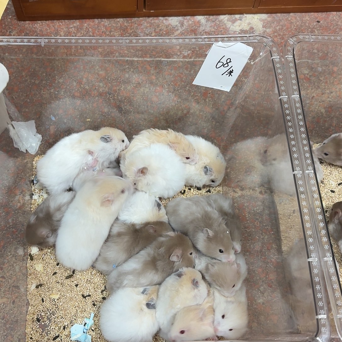 金丝熊2只直播间挑选