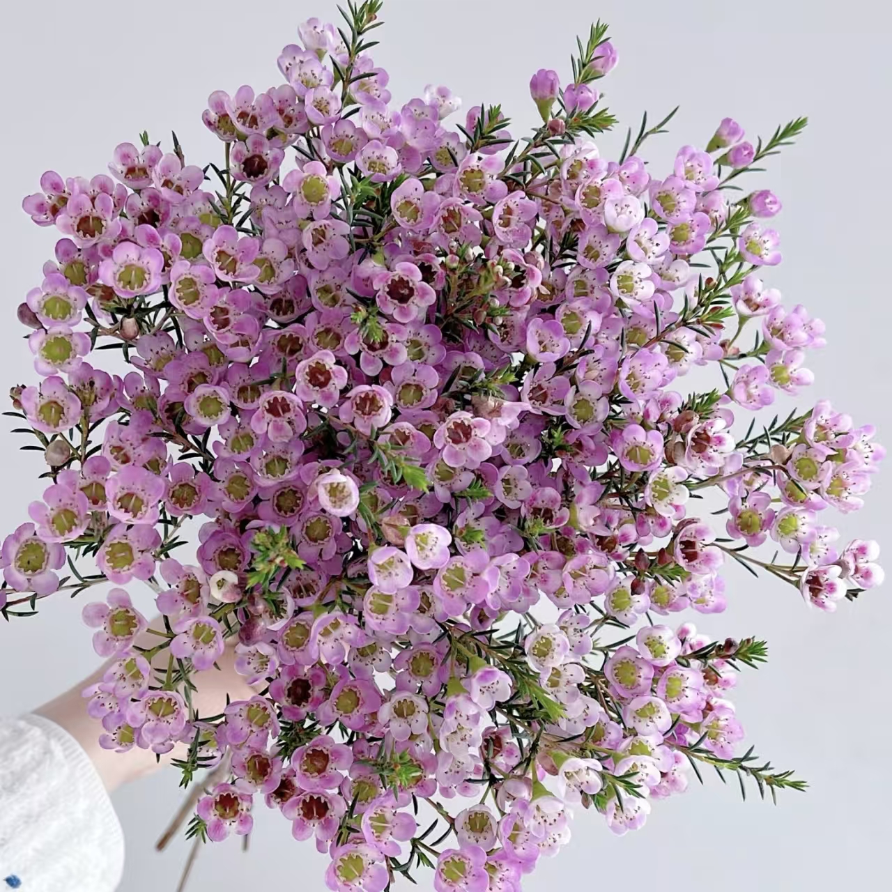 【源头优选老六】粉色腊梅/元旦预热 任意两单鲜花升级快递