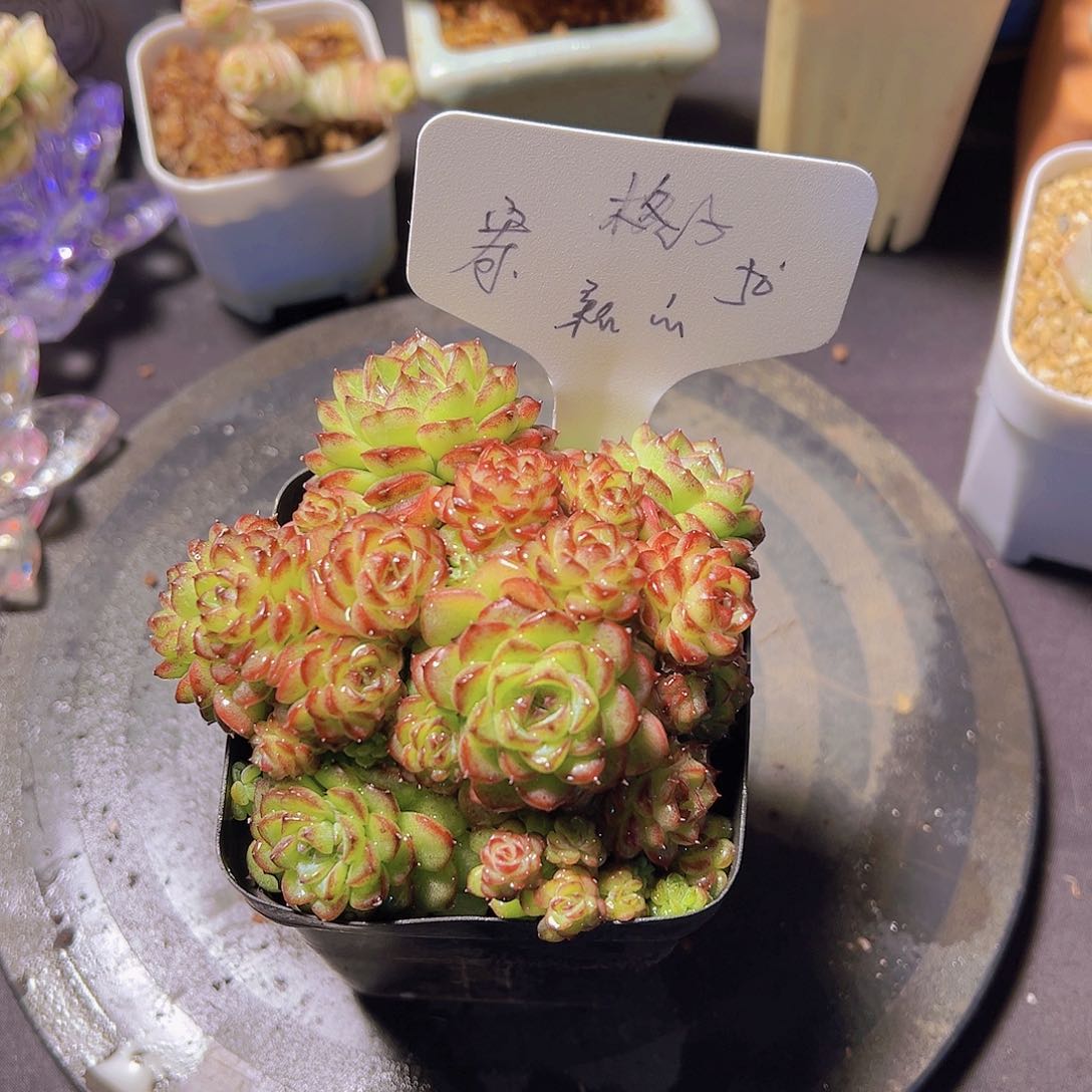 格*新品，多肉植物