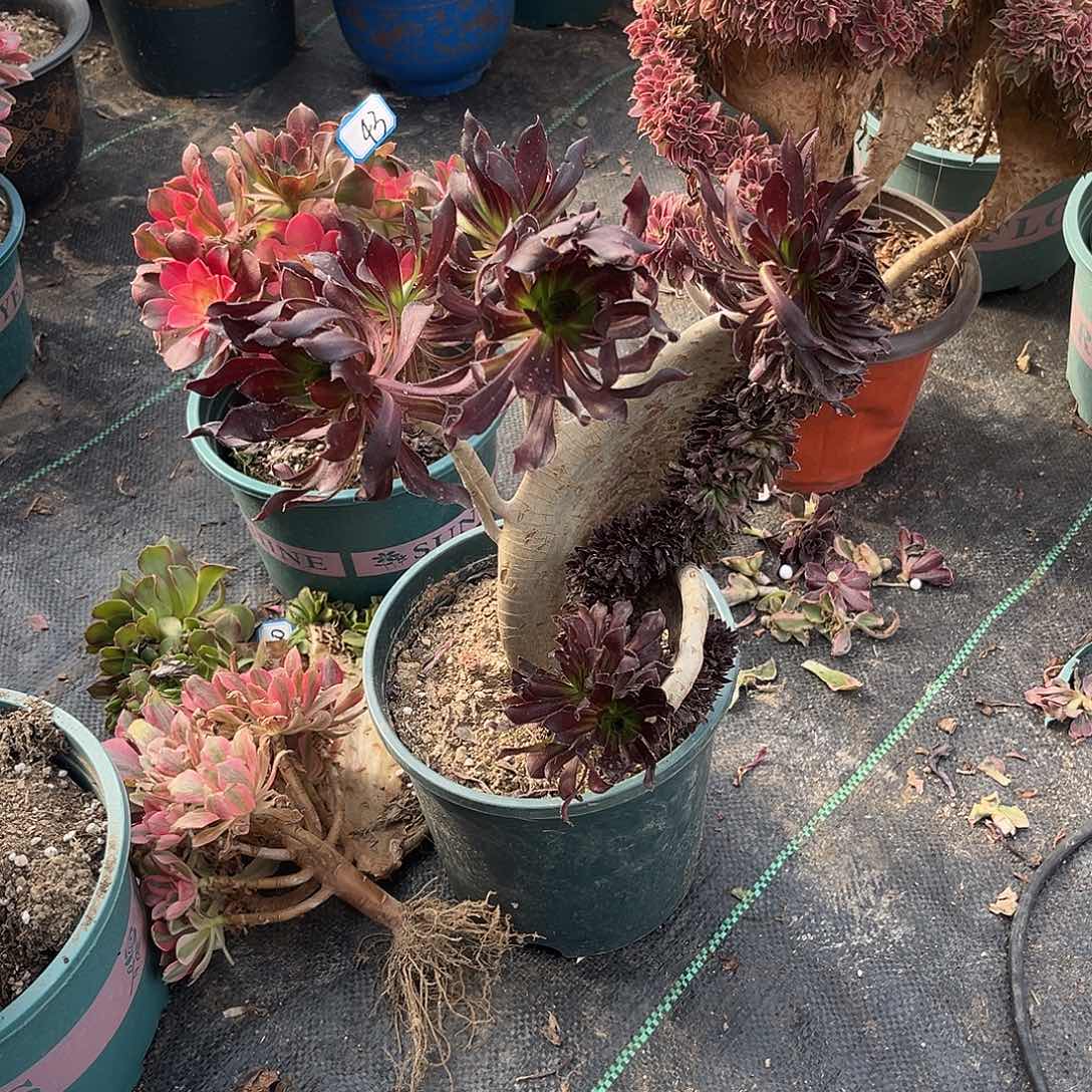 9黑法师缀化法师多肉植物