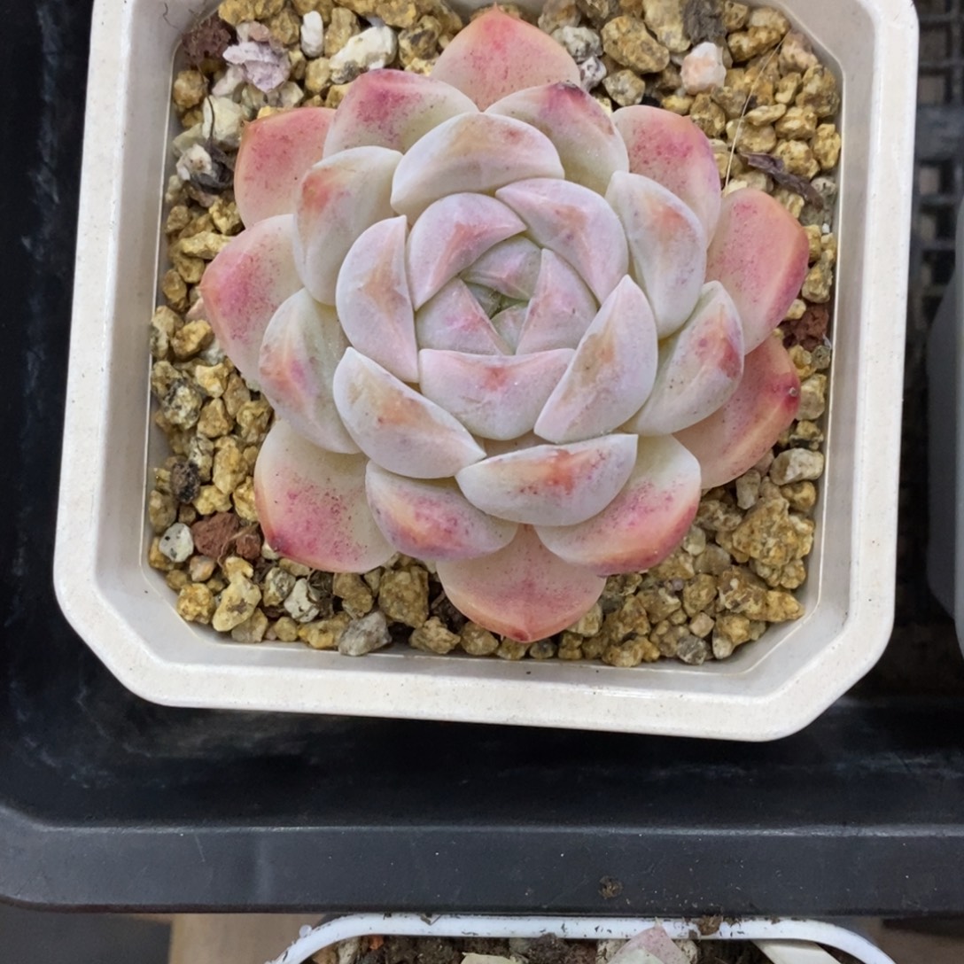 精品多肉一物一拍不包整98