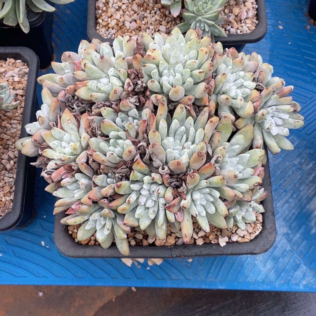 格瑞内拇指多肉植物啦啦啦