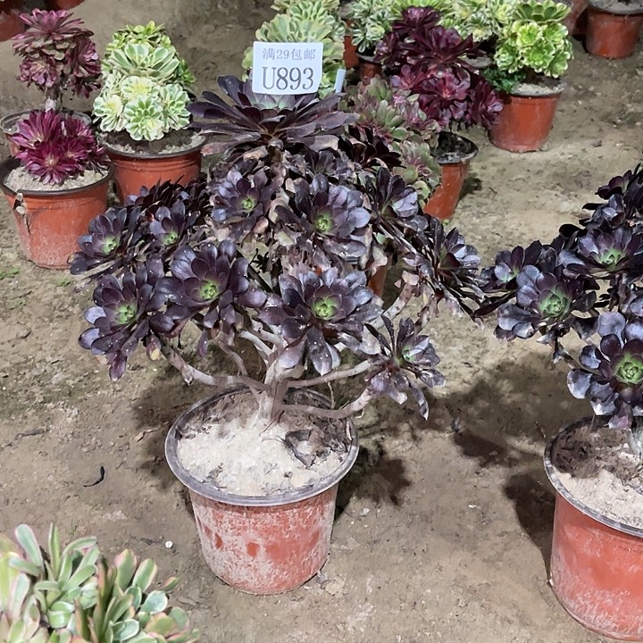 893黑圆叶   多肉植物    