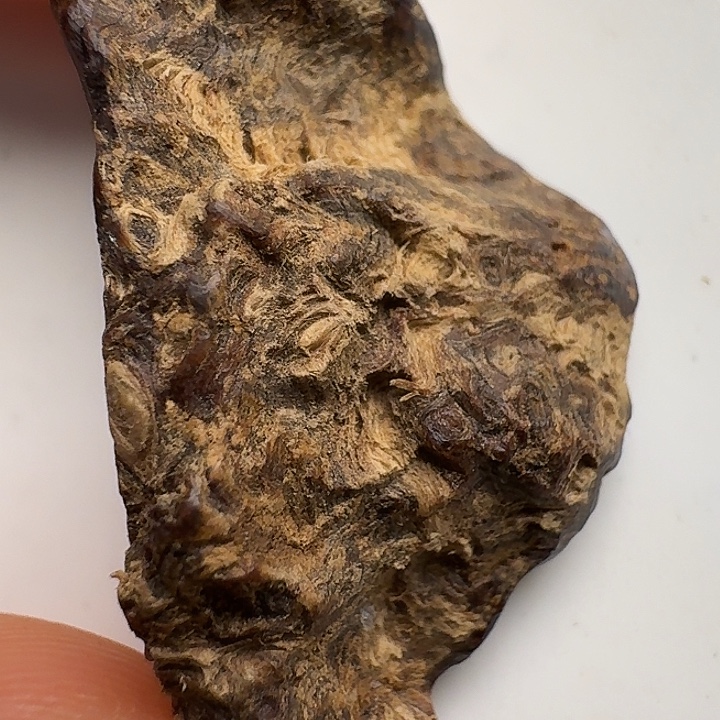 老挝纽结沉水2.5克