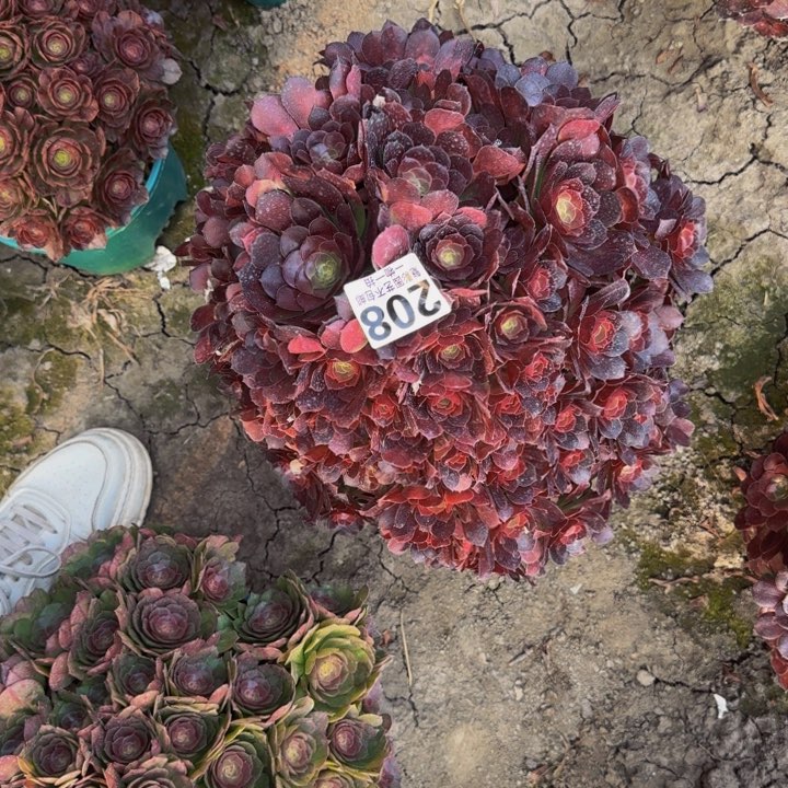 荷兰玫瑰29-37包邮花花