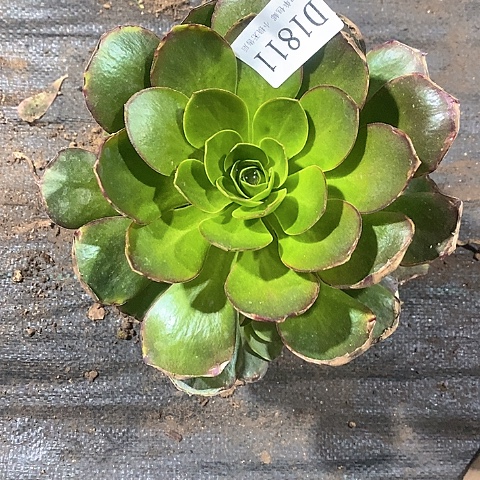 1811魅金玫瑰多肉法师