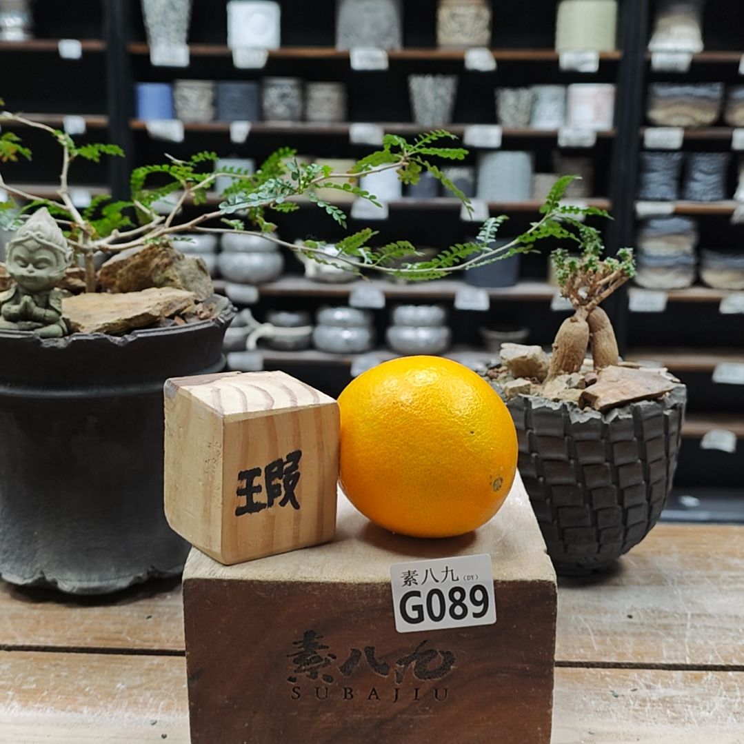 瓷素八九陶瓷盲拍