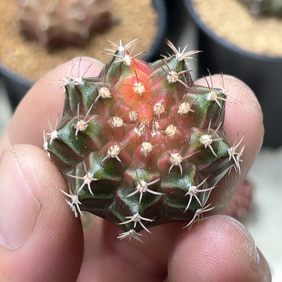 当前无花朵，栽培后可花朵