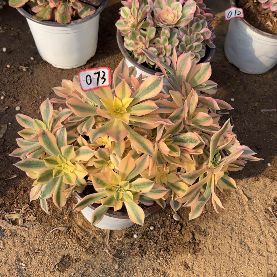 073多肉植物枫叶锦