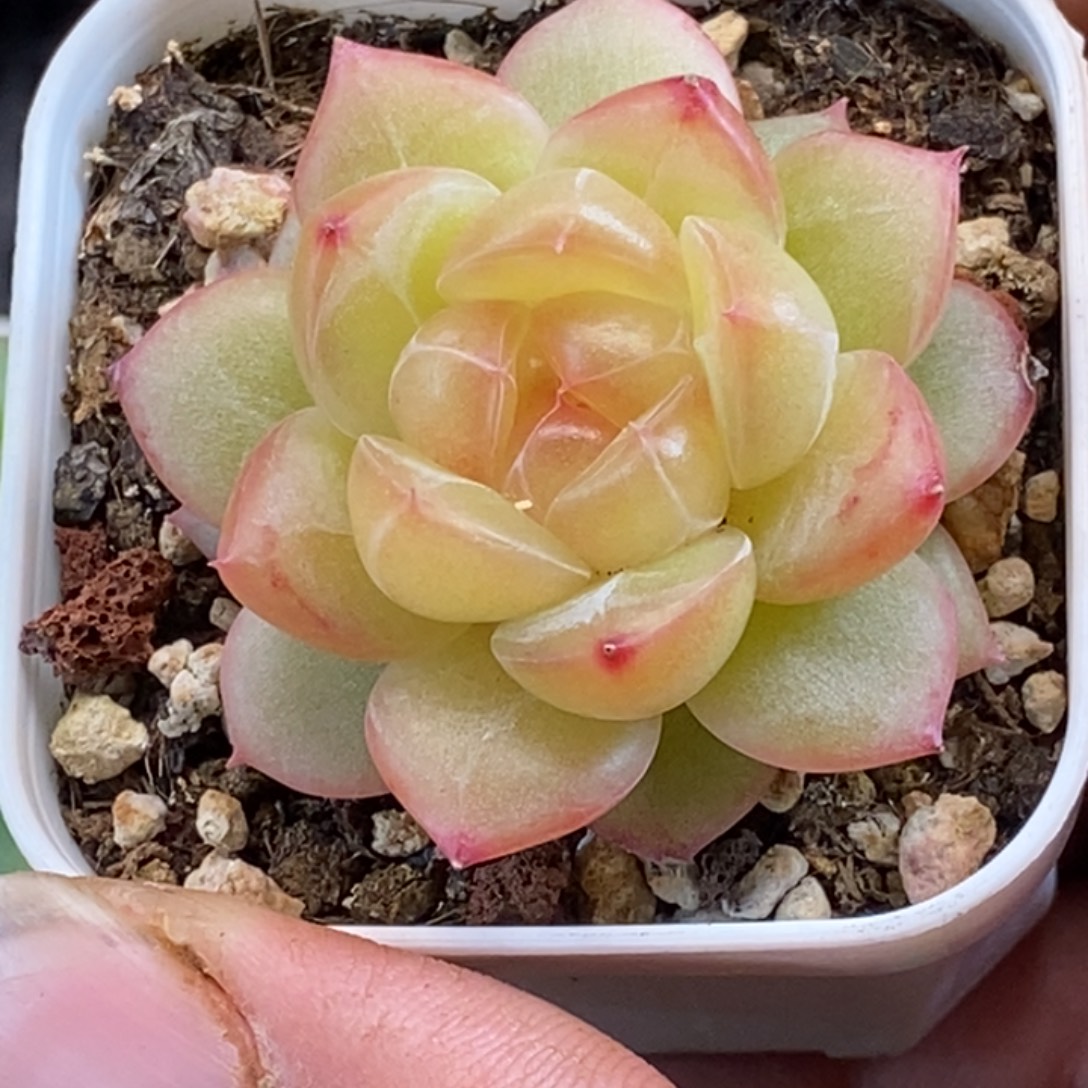 天官赐福百无禁忌