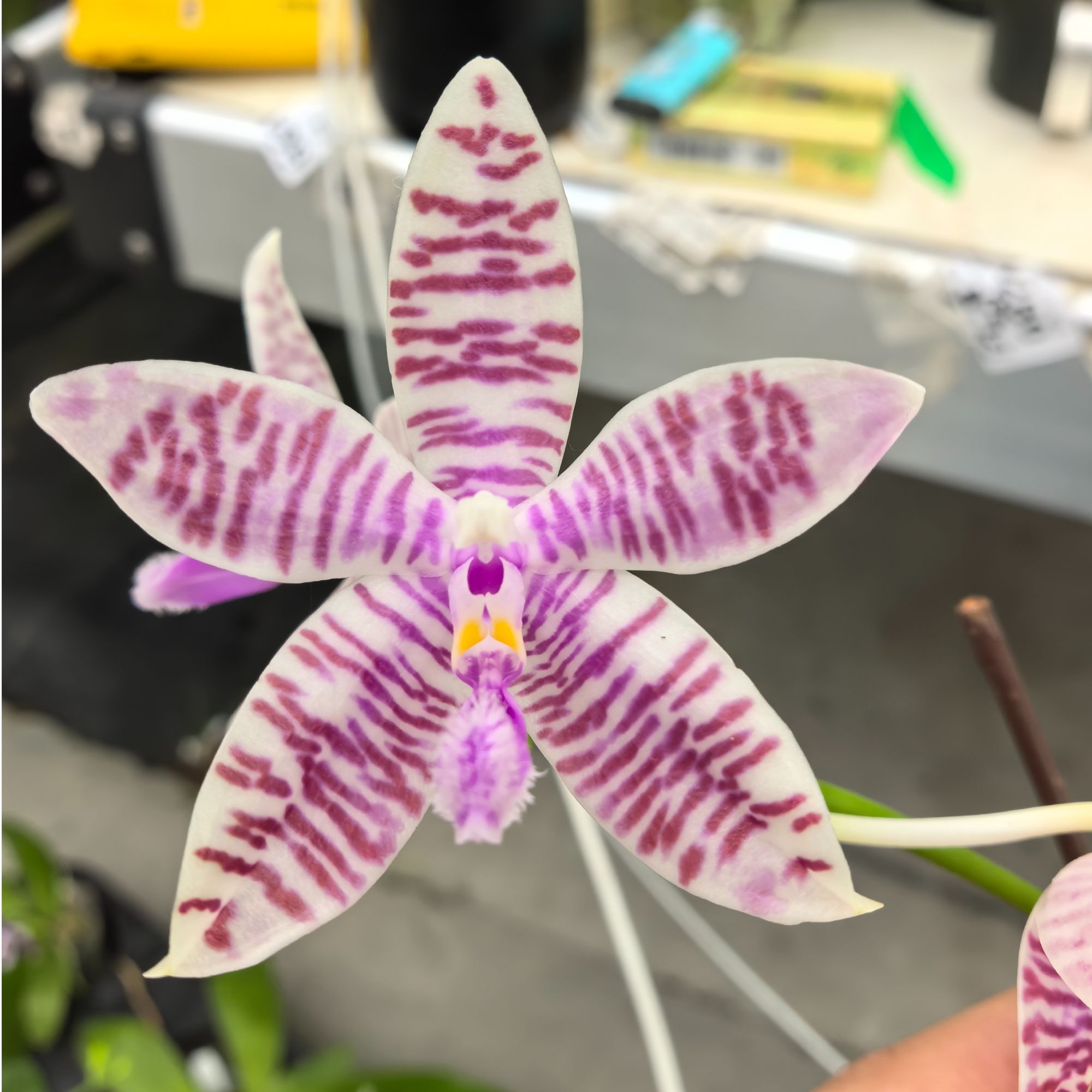 【多美路德分生】丰花开花香