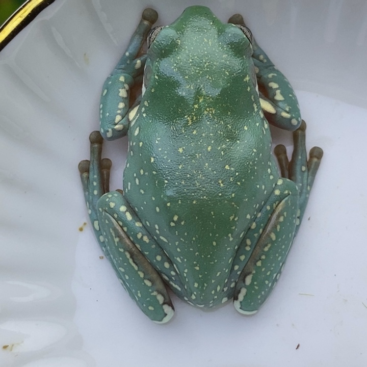 老爷树蛙澳蓝24h蓝子代头苗150一对