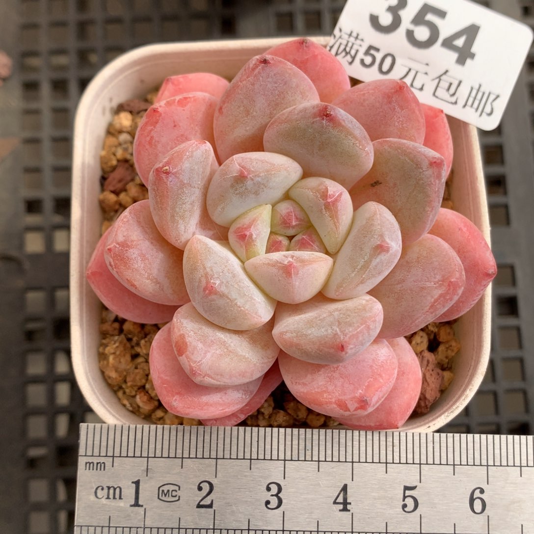 354单头厚梦糖心冠服6