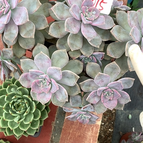 1075一颗紫乐888888888