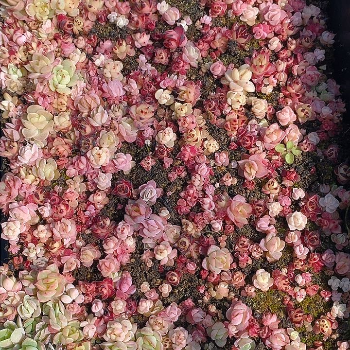 96 多肉盆栽花卉植物