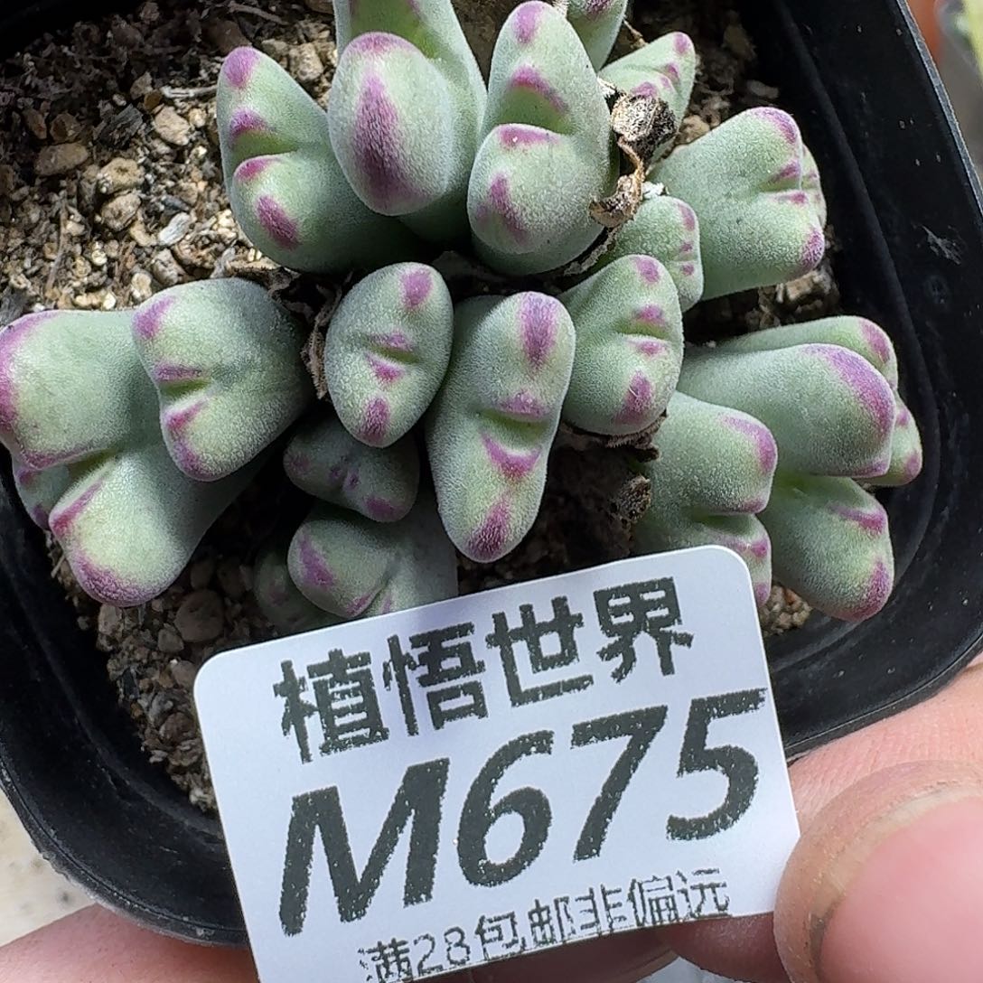 多肉W的人师父更好吧