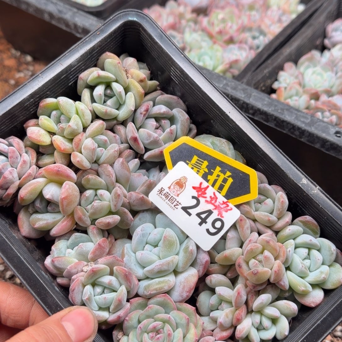 多肉植物多肉植物