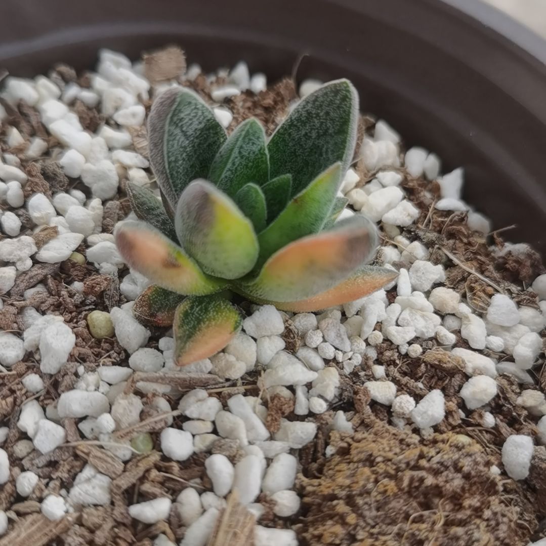 伍迪白覆轮锦多肉植物