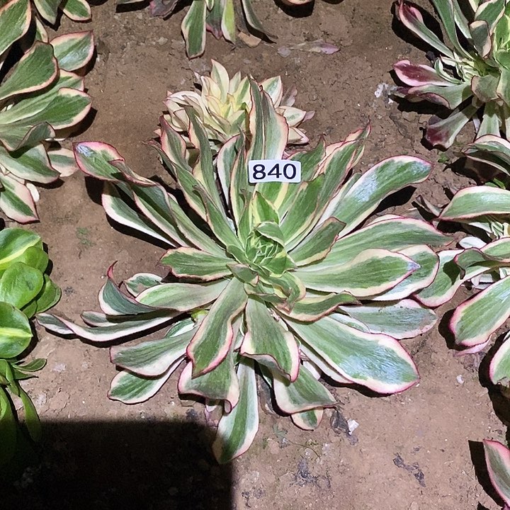 多肉植物法师840魅影