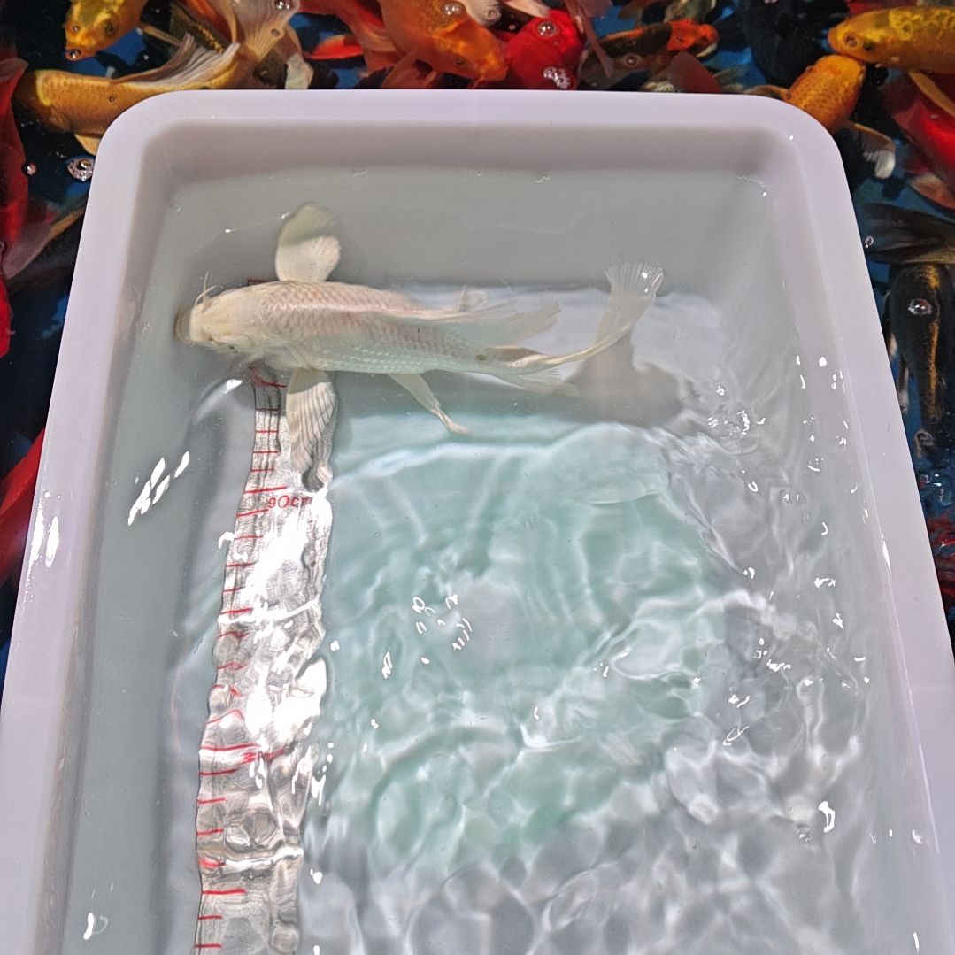 中国大陆冷水观赏鱼蝴蝶鲤