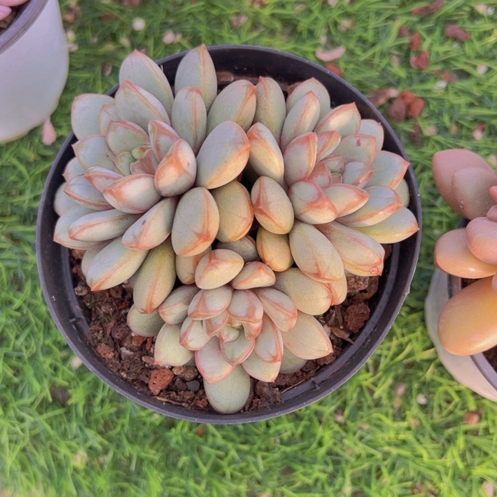 健健康康平平安安