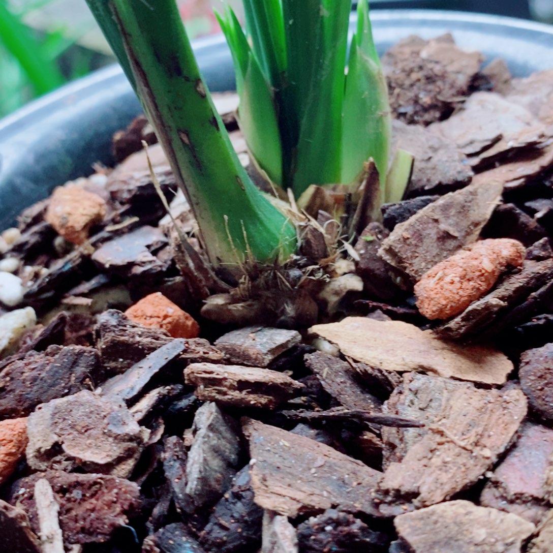 大部分花苞少量开放