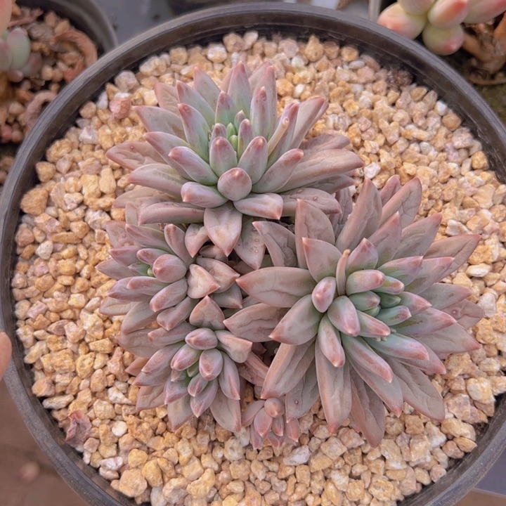 健健康康平平安安