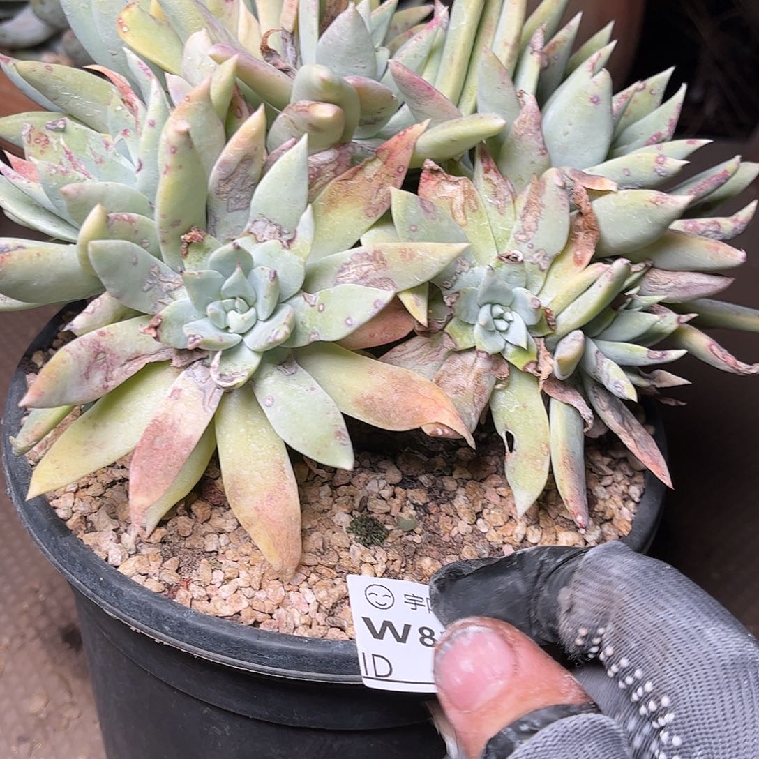 8171大花朵仙女杯多肉