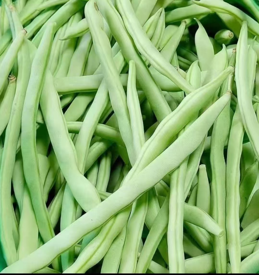 云南露天自种家常菜炒菜四季豆新鲜现摘现发发货 脆嫩多汁