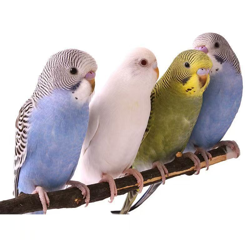 手养虎皮鹦鹉活体亲人宠物鸟可互动观赏鸟可学说话