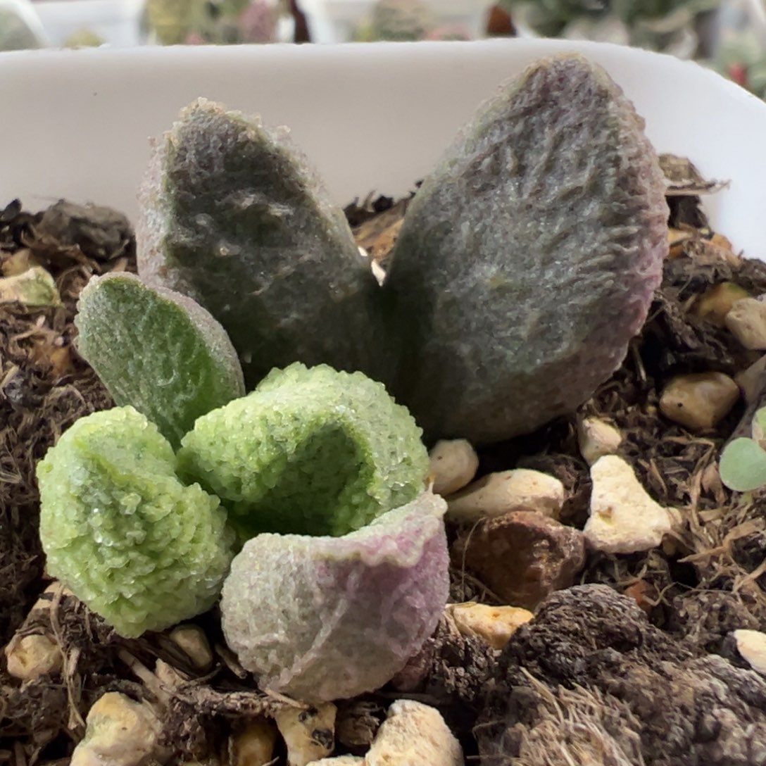 绿色兔耳型实生新品大苗