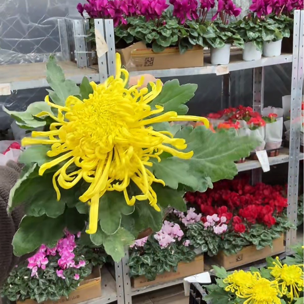 精品黄色大金勾国菊到手一盆