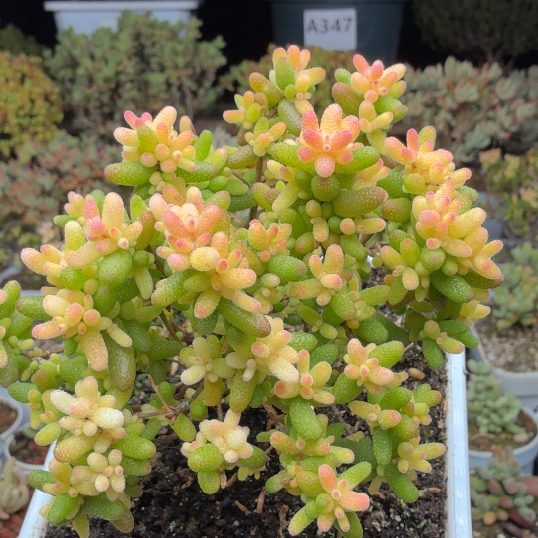 A455糖球3号锦开播福利