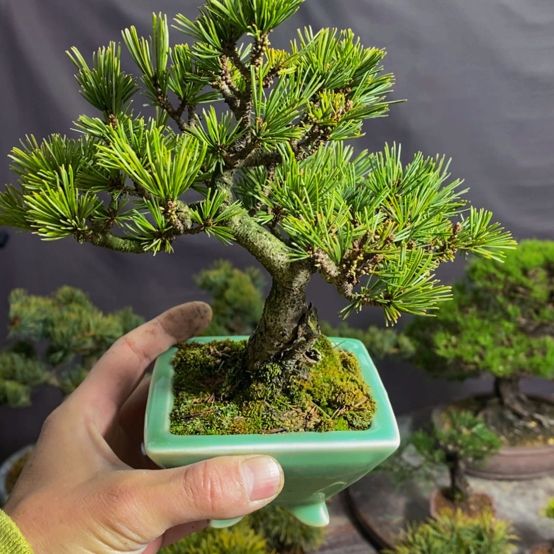 【闪购商品】松树盆景