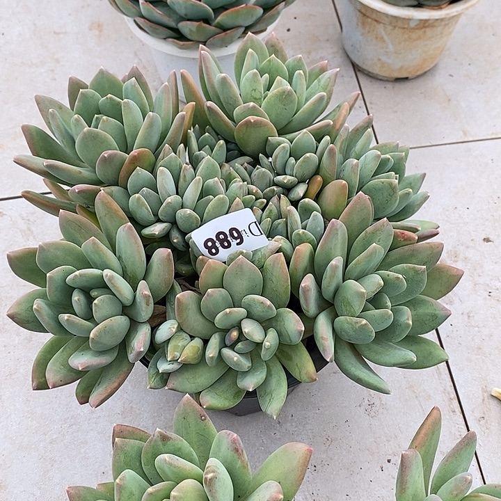 心***雨688海洋之星多肉植物