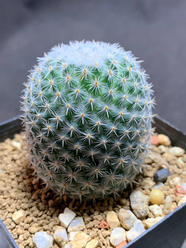 实生超白刺希望丸 仙人球多肉植物一物一拍包邮非偏远