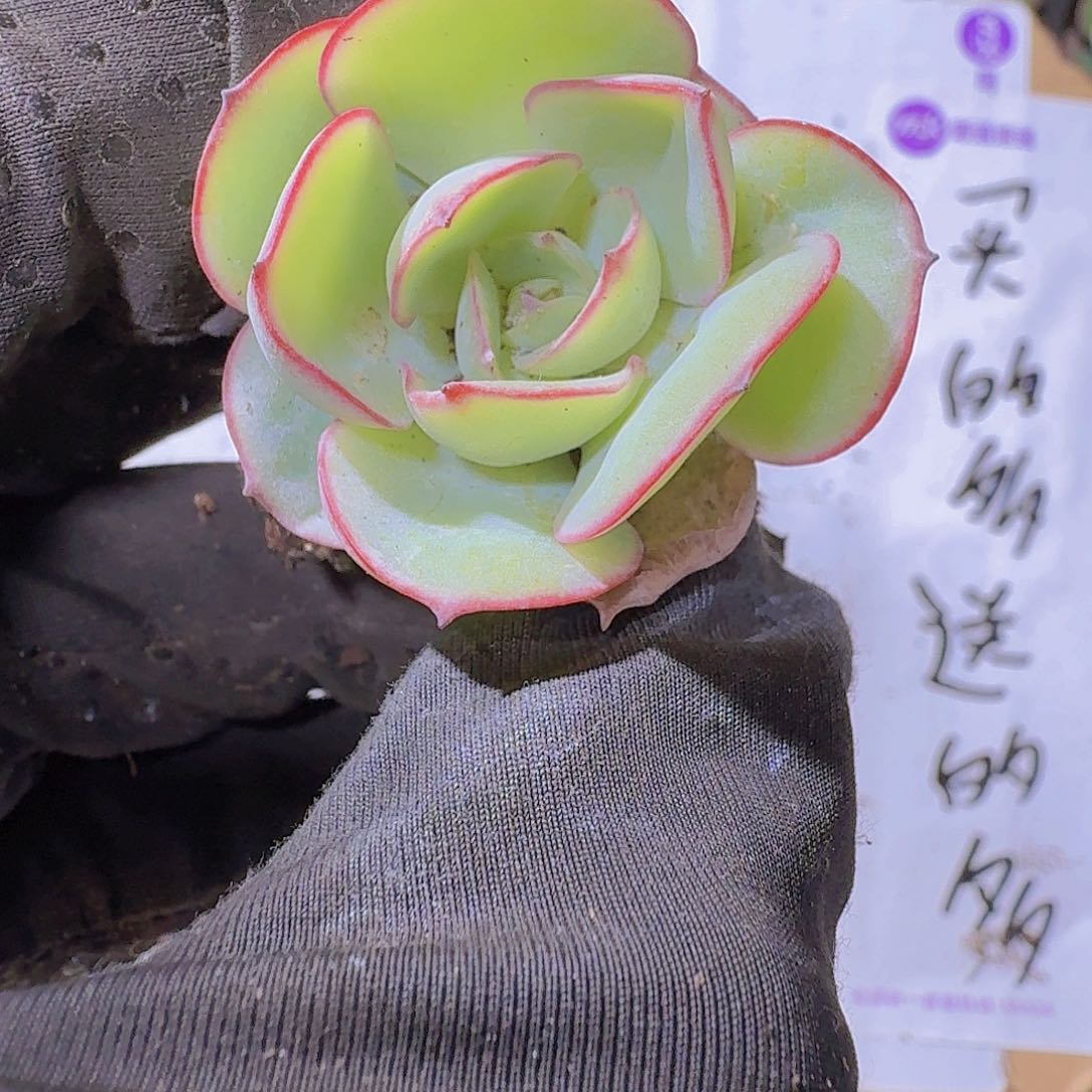 帕拉梅拉两颗一组