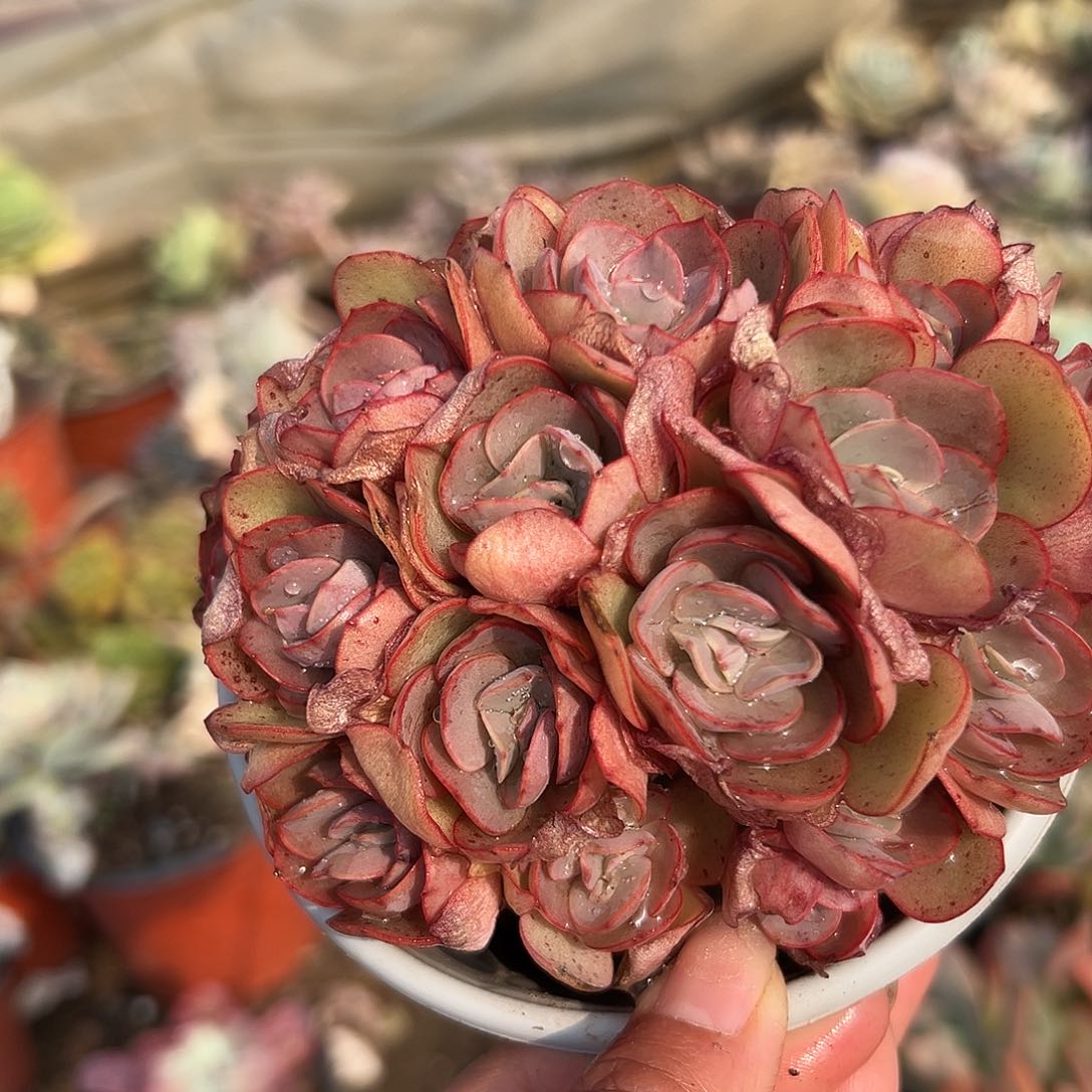 多肉植物小叶秀妍