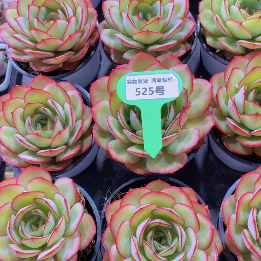 525号 宽叶大单头牡丹亭一颗