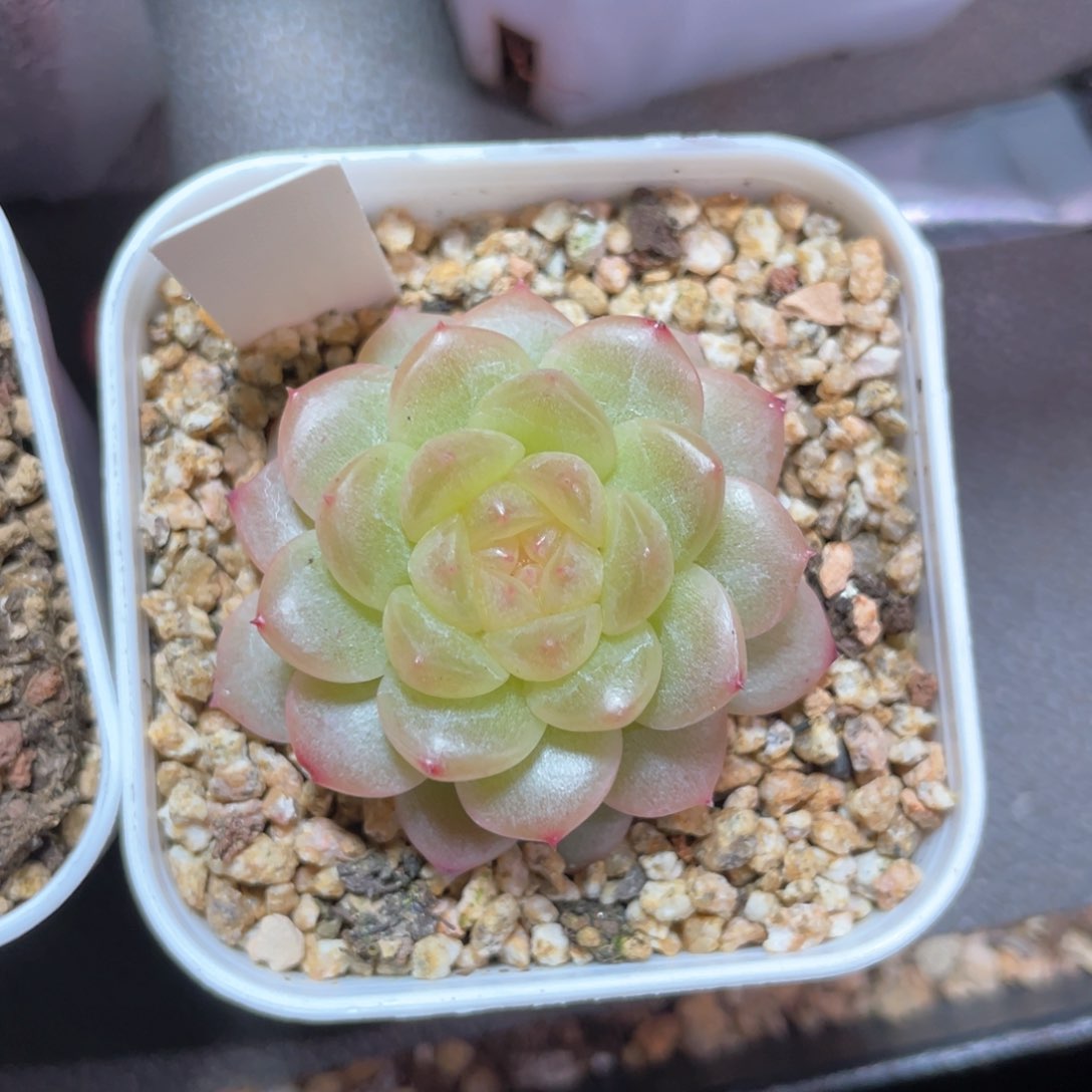 优选青提福利1115