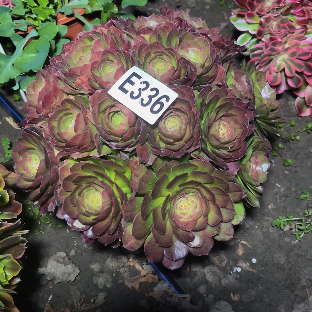 抹茶法师15-20包邮法师