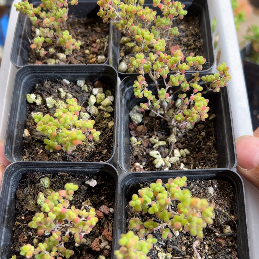 蜜橘糖球55杯老桩