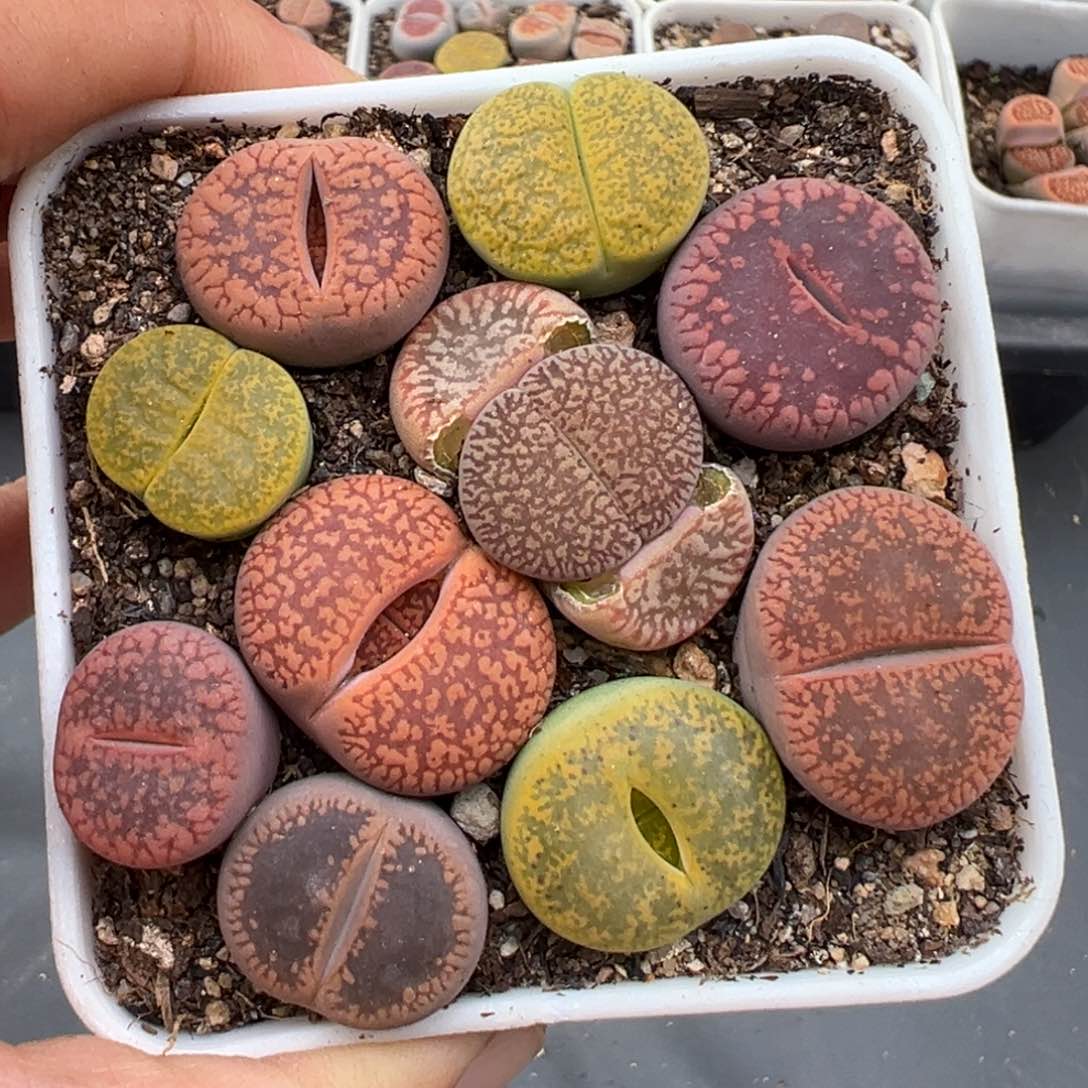 1.19好看的多肉724