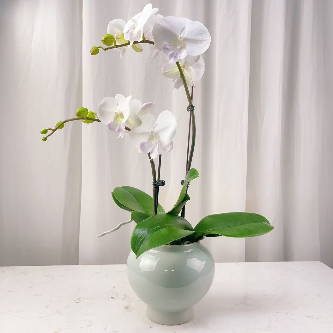 桦艺花卉【白富美】蝴蝶兰轻 奢 绿植花卉艺术高级盆栽植株好养