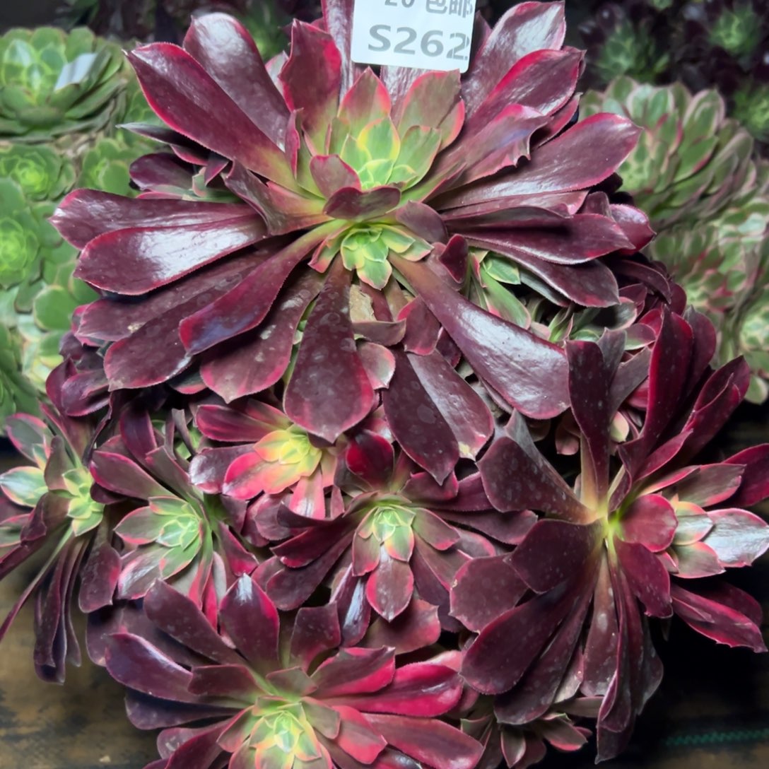 262金丝雀，满20包邮