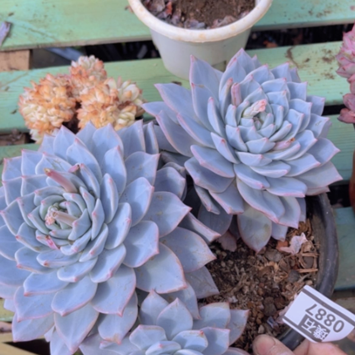 【闪购商品】粉蓝鸟0887