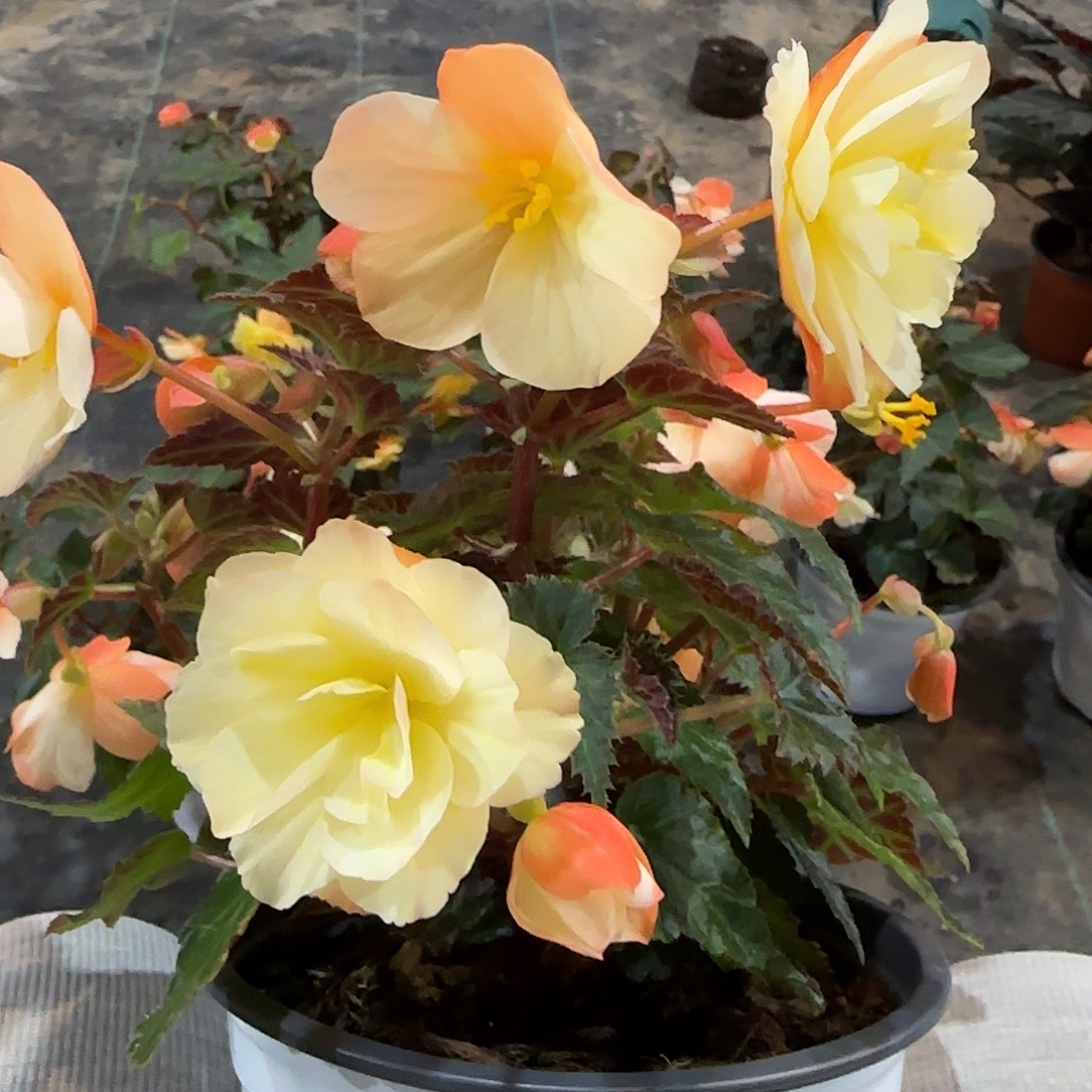 进口一代白桃 球根