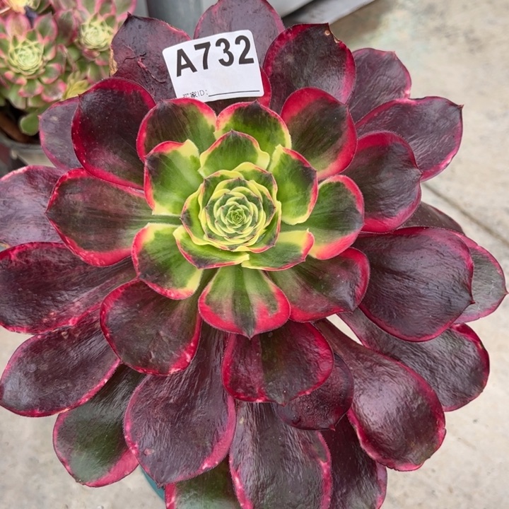 732红魔女25厘米左右